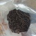 马陆虫