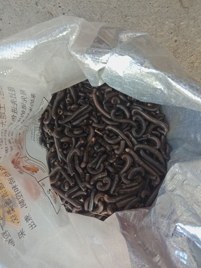 马陆虫