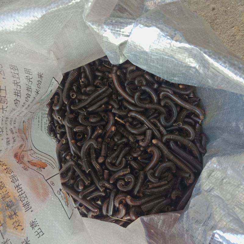 马陆虫