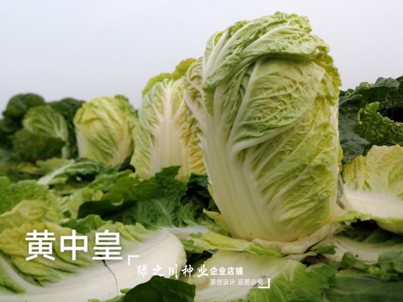 黄中黄橘红心大白菜种子中晚熟橘红彩色大白菜种籽营养价值高