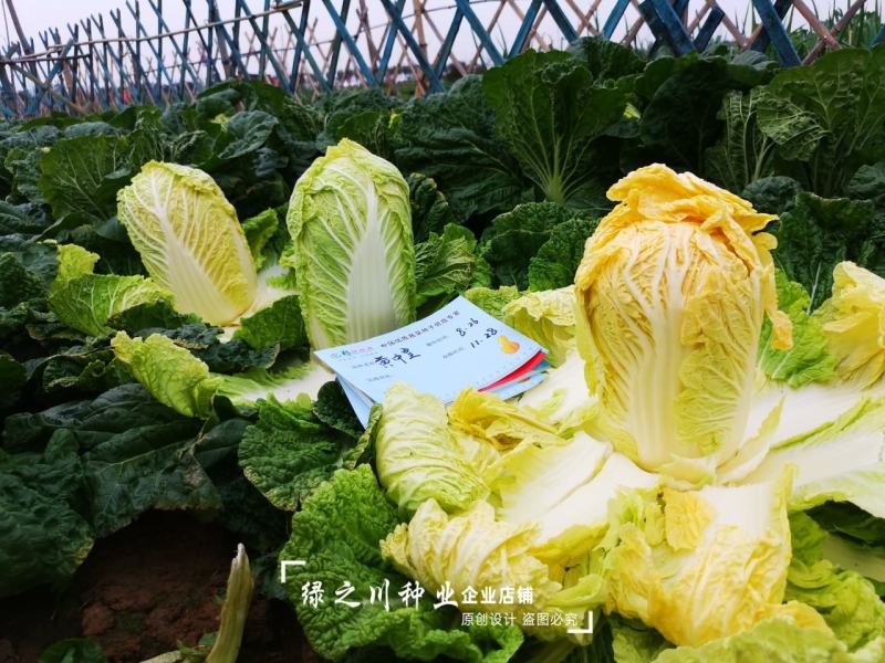 黄中黄橘红心大白菜种子中晚熟橘红彩色大白菜种籽营养价值高