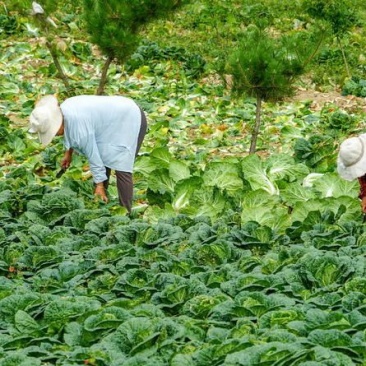 湖北恩施利川蔬菜陆续上市中，我们只做高山精品蔬菜