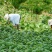 湖北恩施利川蔬菜陆续上市中，我们只做高山精品蔬菜