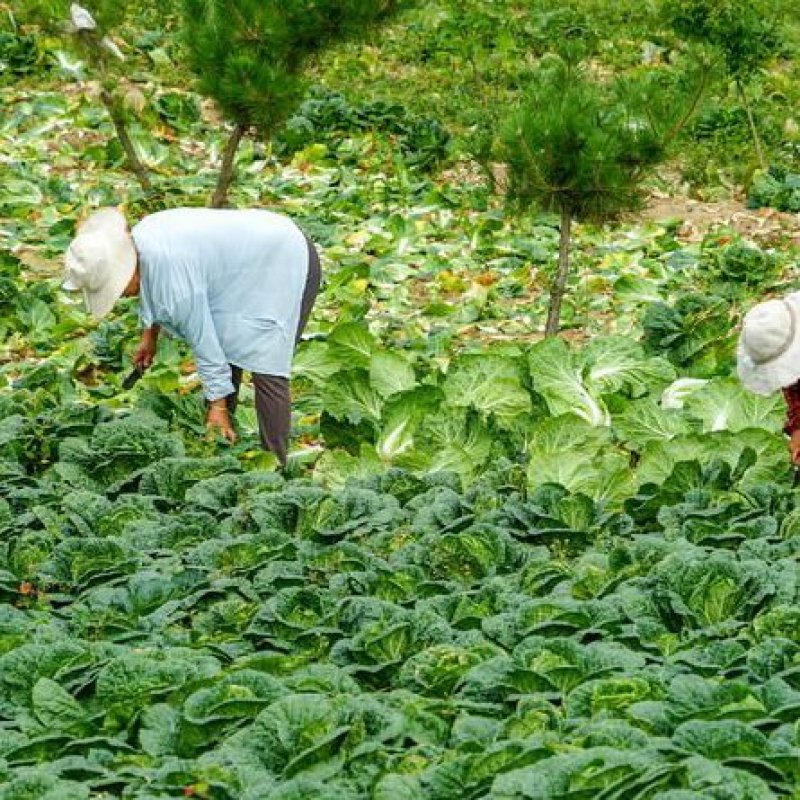 湖北恩施利川蔬菜陆续上市中，我们只做高山精品蔬菜