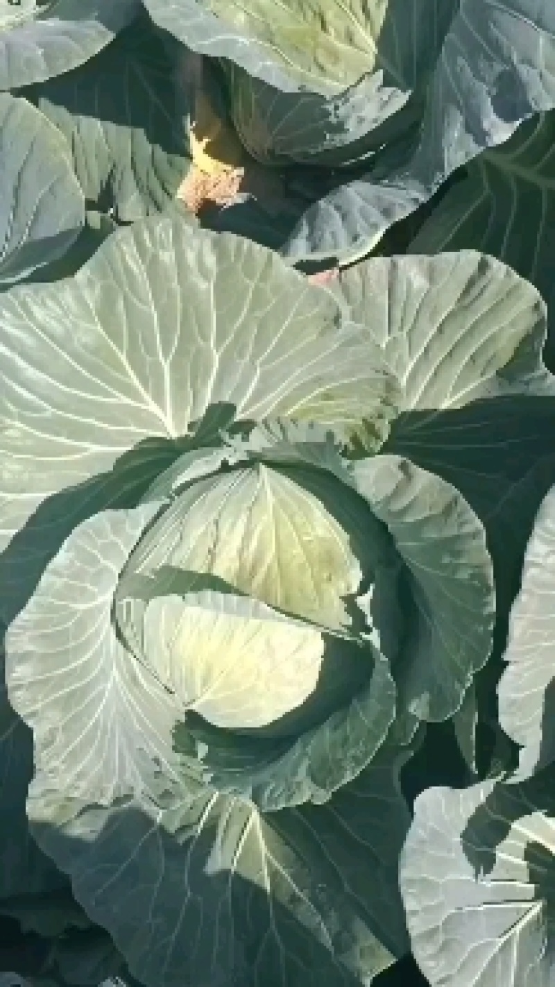 湖北恩施利川蔬菜陆续上市中，我们只做高山精品蔬菜
