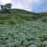 湖北恩施利川蔬菜陆续上市中，我们只做高山精品蔬菜