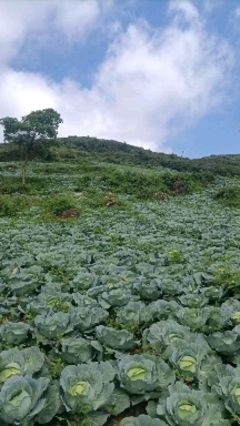 湖北恩施利川蔬菜陆续上市中，我们只做高山精品蔬菜