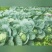 湖北恩施利川蔬菜陆续上市中，我们只做高山精品蔬菜