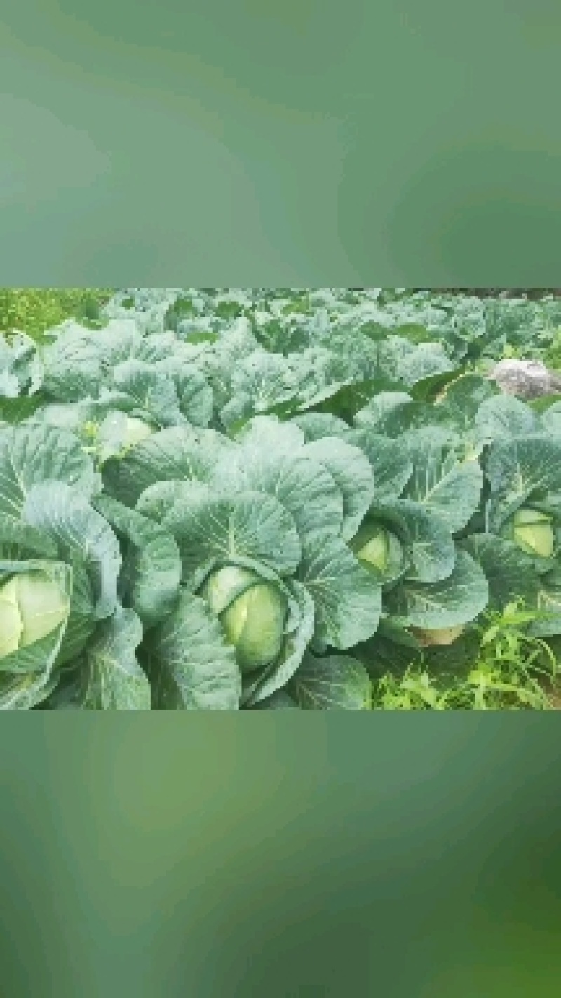 湖北恩施利川蔬菜陆续上市中，我们只做高山精品蔬菜