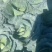 湖北恩施利川蔬菜陆续上市中，我们只做高山精品蔬菜
