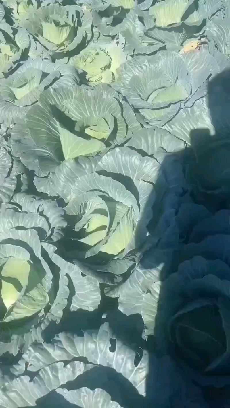 湖北恩施利川蔬菜陆续上市中，我们只做高山精品蔬菜