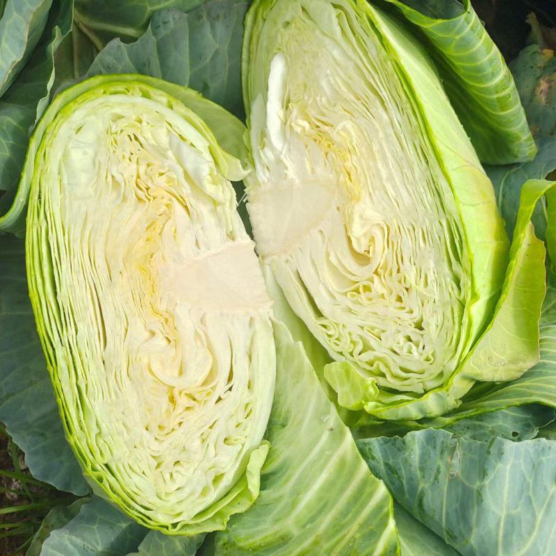 湖北恩施利川蔬菜陆续上市中，我们只做高山精品蔬菜