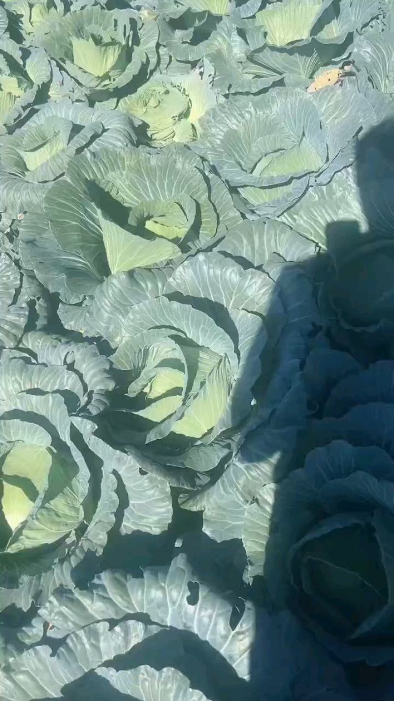 湖北恩施利川蔬菜陆续上市中，我们只做高山精品蔬菜