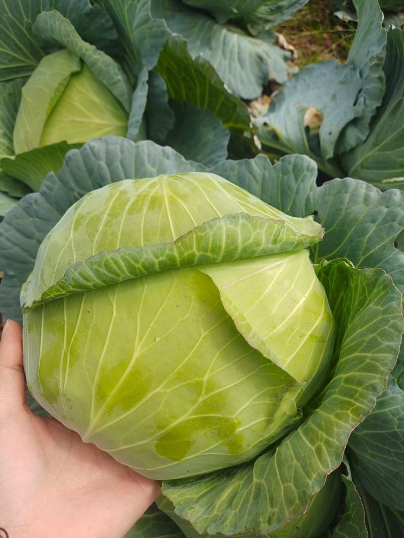 湖北恩施利川蔬菜陆续上市中，我们只做高山精品蔬菜