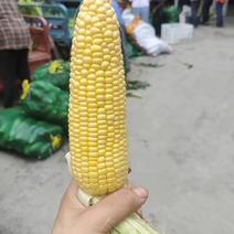 安徽黄山歙县黄甜水果玉米价优品质好大量供应