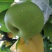 砀山早熟梨，苏脆一号，翠玉，518大量上市