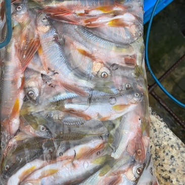 桃花马口红翅膀小白鱼优质东北高山流水冷水鱼