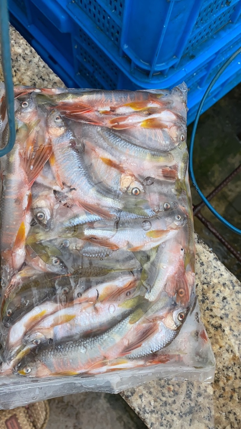 桃花马口红翅膀小白鱼优质东北高山流水冷水鱼