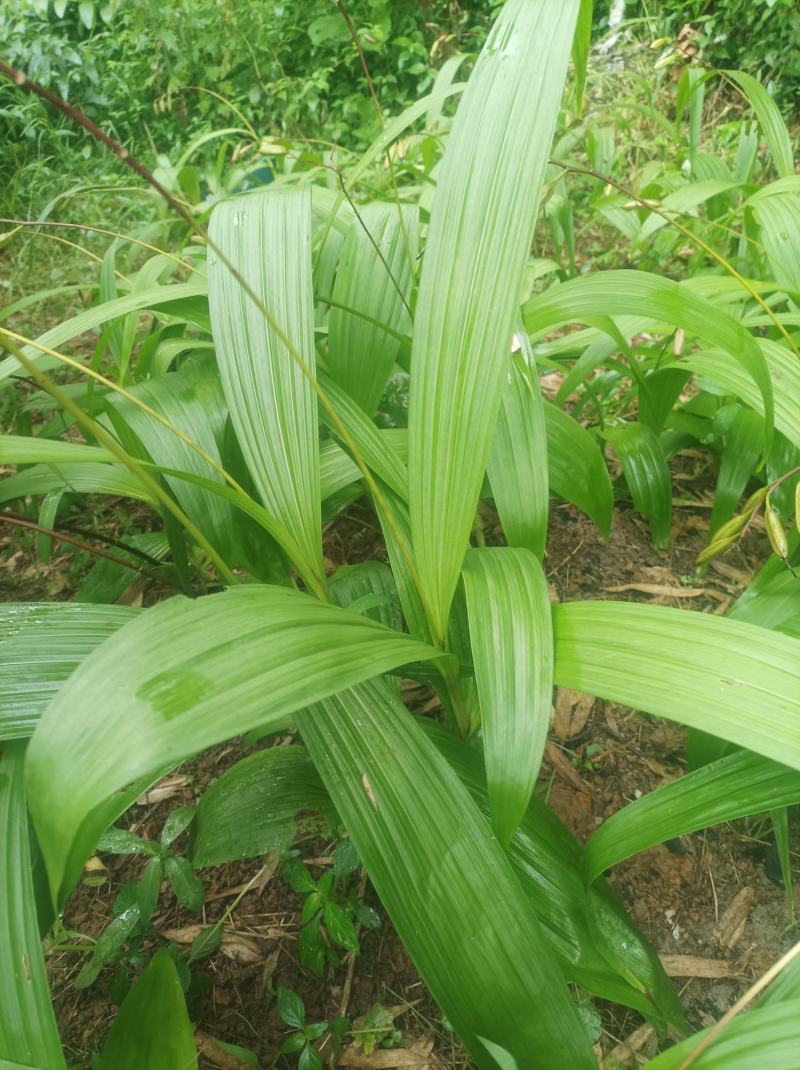 白芨