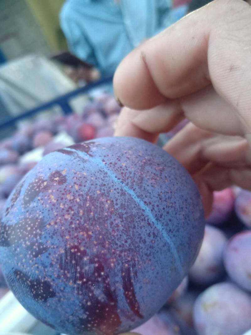 大量供应各种李子