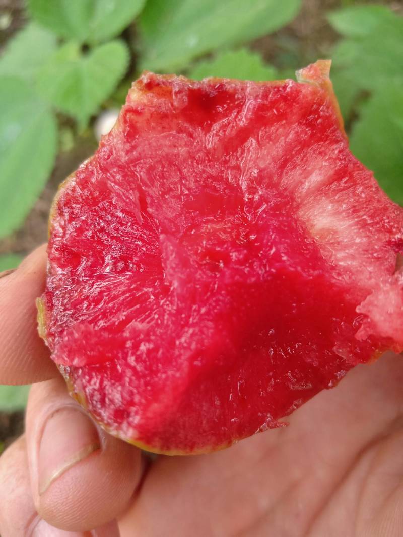 大量供应各种李子