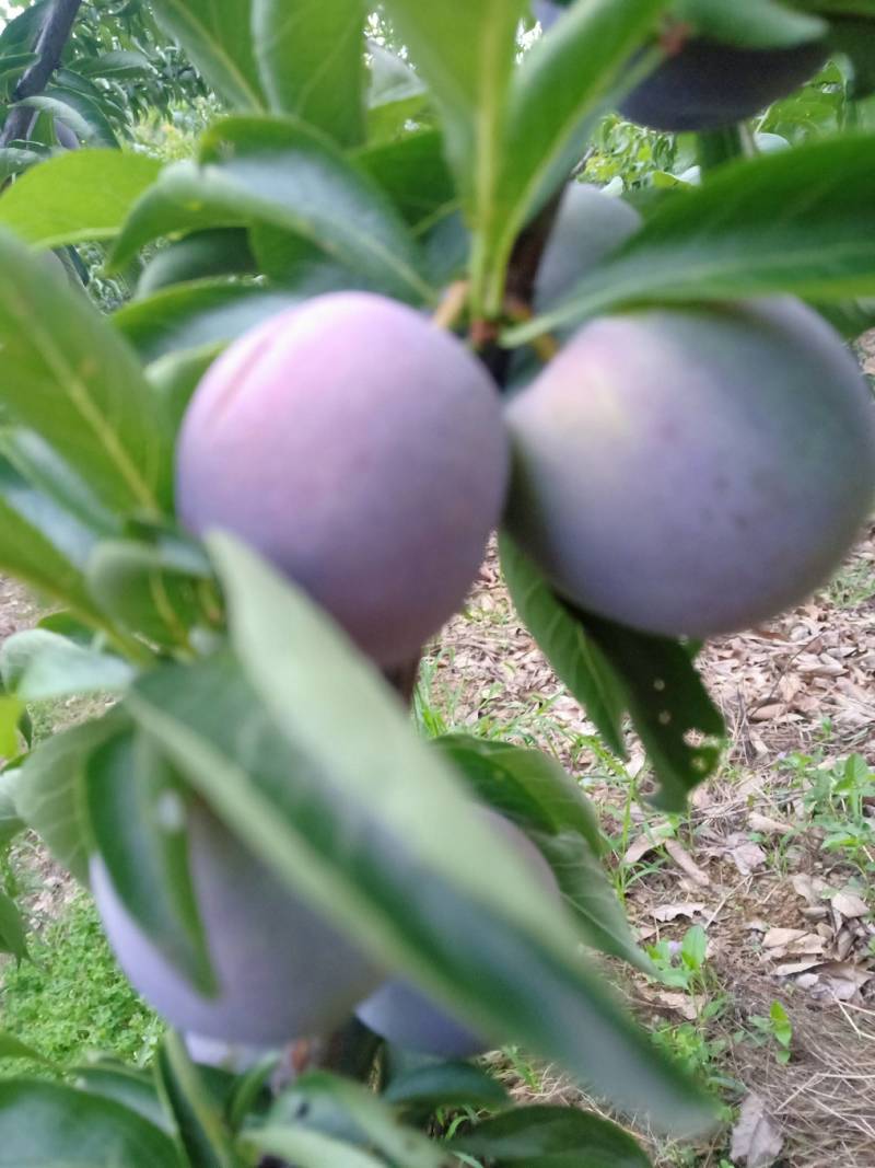 大量供应各种李子