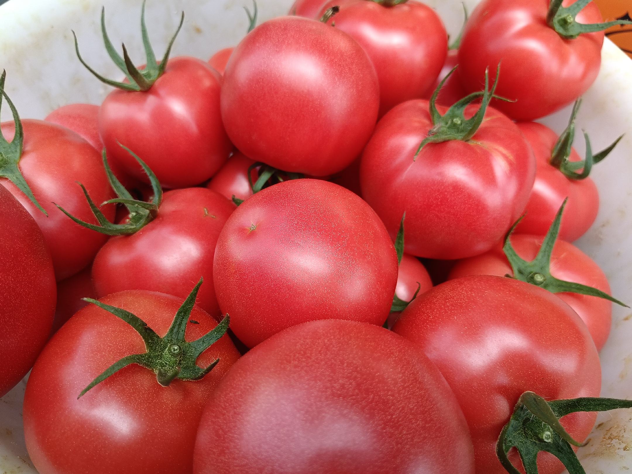 普罗旺斯西红柿特写