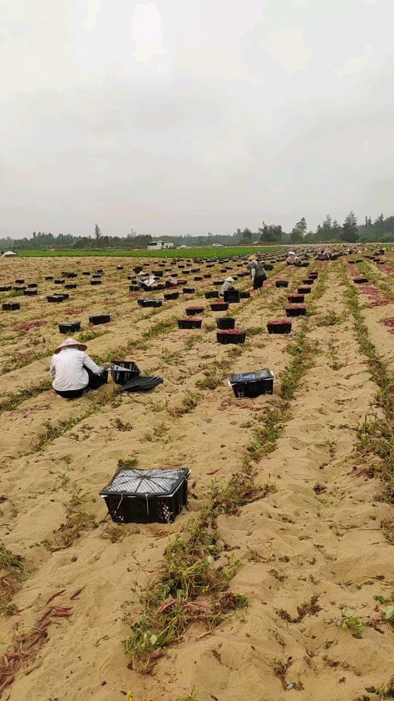 海南心香红薯天目山小香薯红皮黄心按需分级产地批发