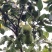 自产自销华硕苹果，无代办费，诚信种植户