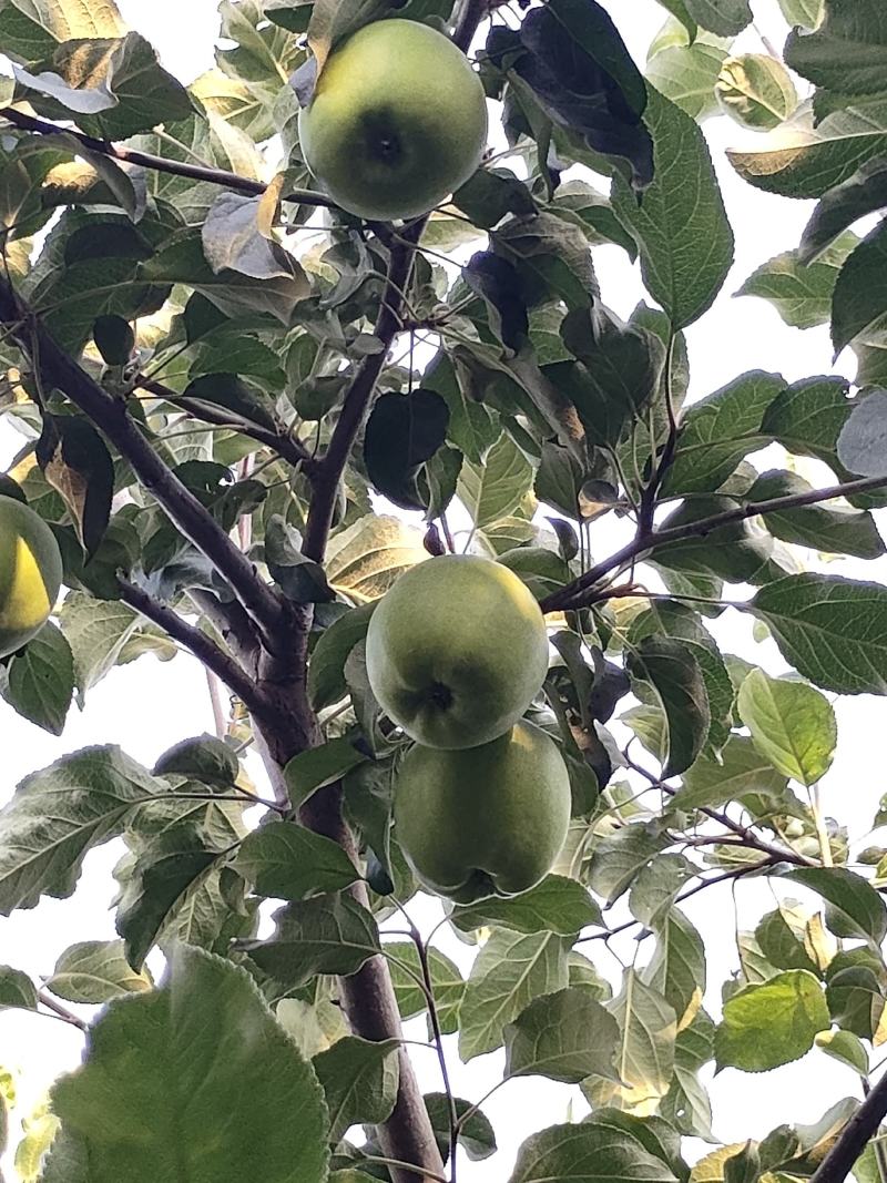 自产自销华硕苹果，无代办费，诚信种植户