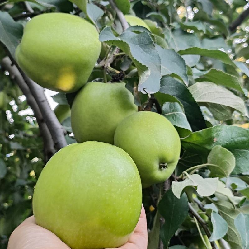 自产自销华硕苹果，无代办费，诚信种植户