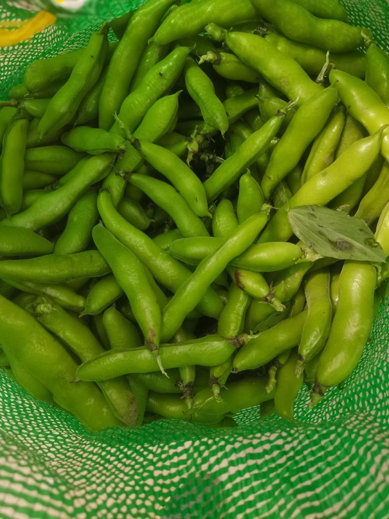 蚕豆基地直供