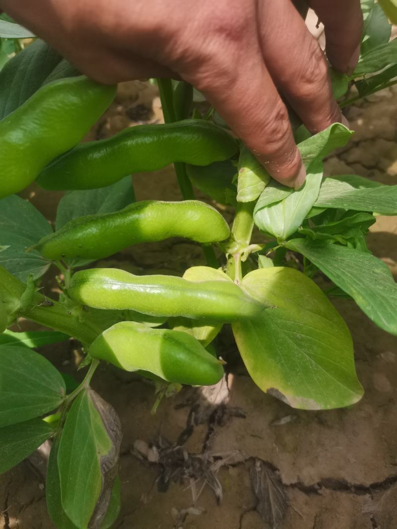 蚕豆基地直供