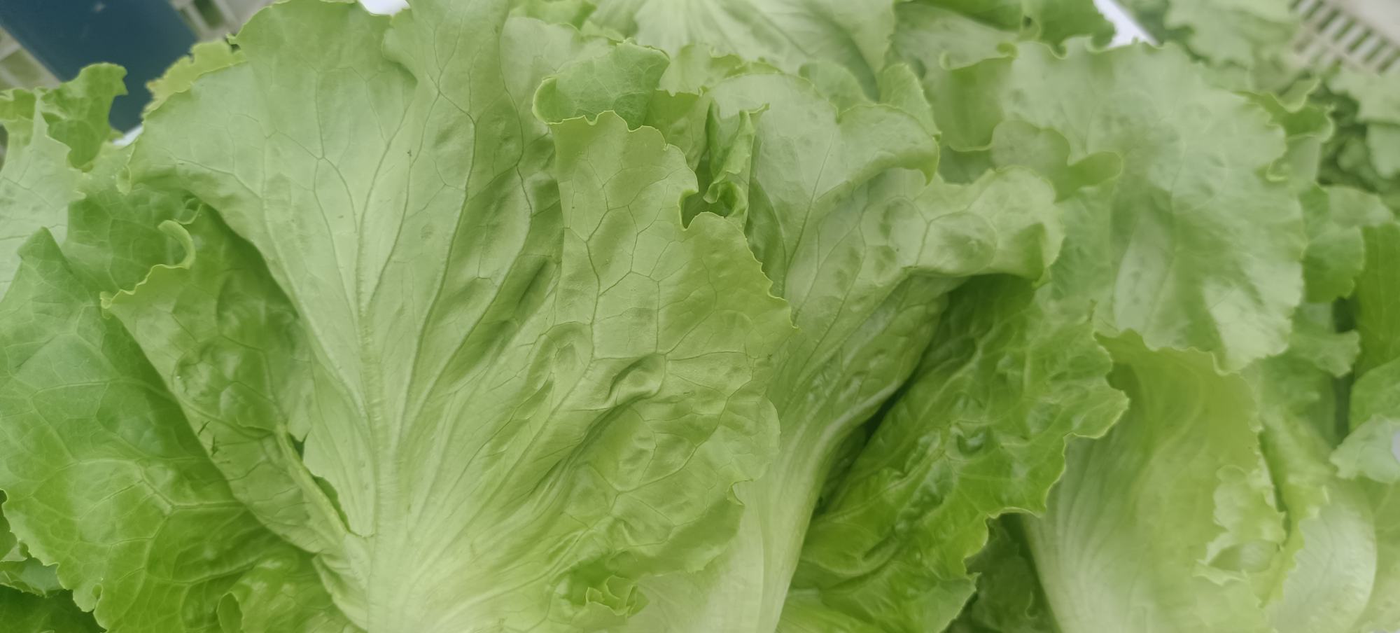 生菜在沸水中焯烫,颜色鲜亮 白灼生菜焯水过程