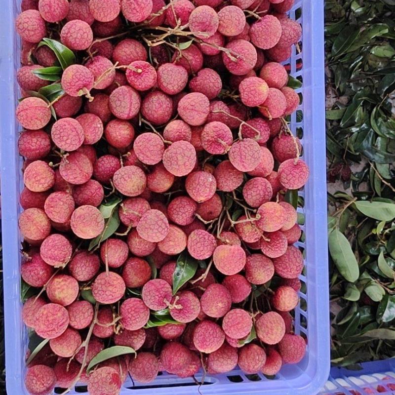 广西荔枝禾荔淮枝（六月红）肉厚多汁，口感嫩滑，产地代办