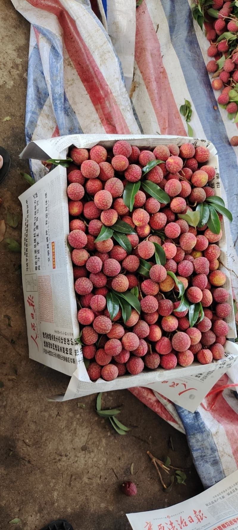广西荔枝禾荔淮枝（六月红）肉厚多汁，口感嫩滑，产地代办
