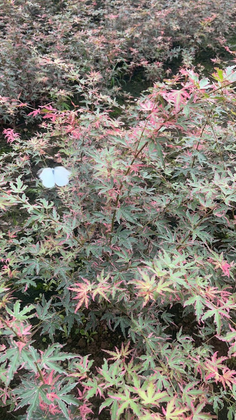 泰勒枫树小苗日本红枫品种枫树苗根系发达成活率高