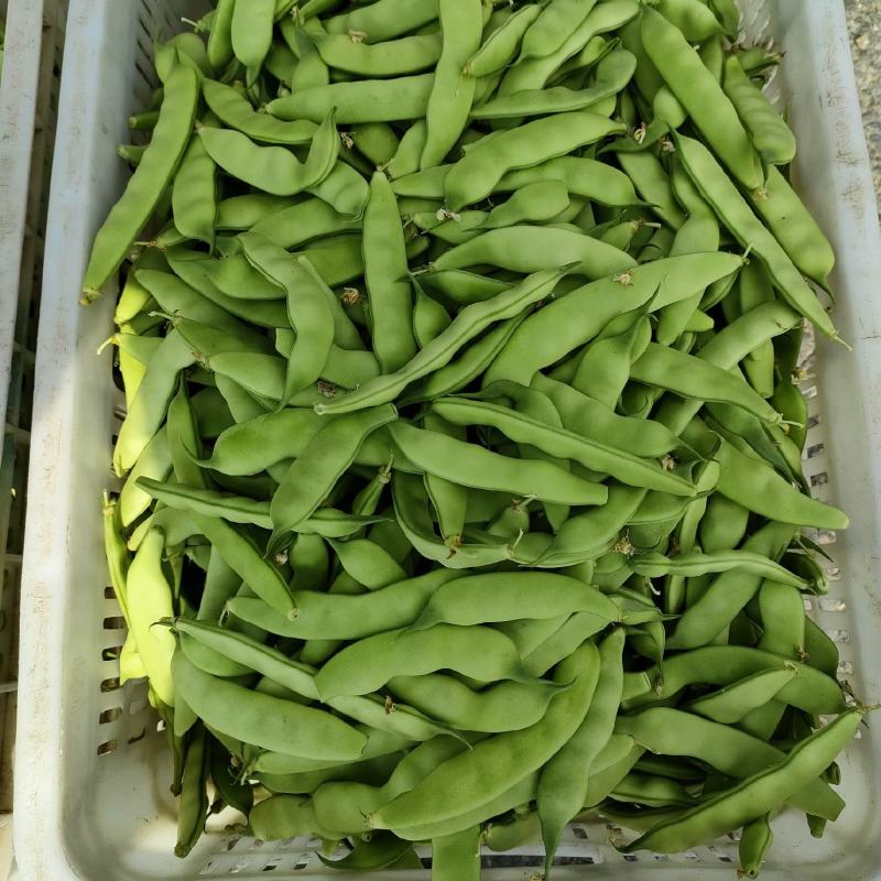东北陆地大油豆角，九月青，可以炒吃，可以炖，大量有货