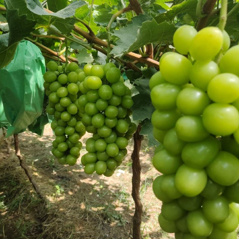 精品阳光玫瑰，产地陕西，晴王，纯甜，脆度好