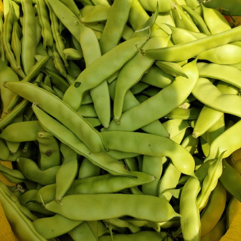 东北油豆角油豆角大油豆角保质量好，大量有货，要的老板联系