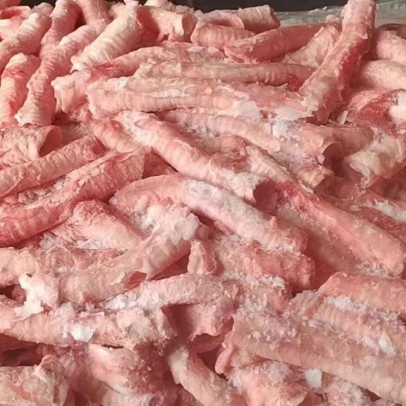 猪气管