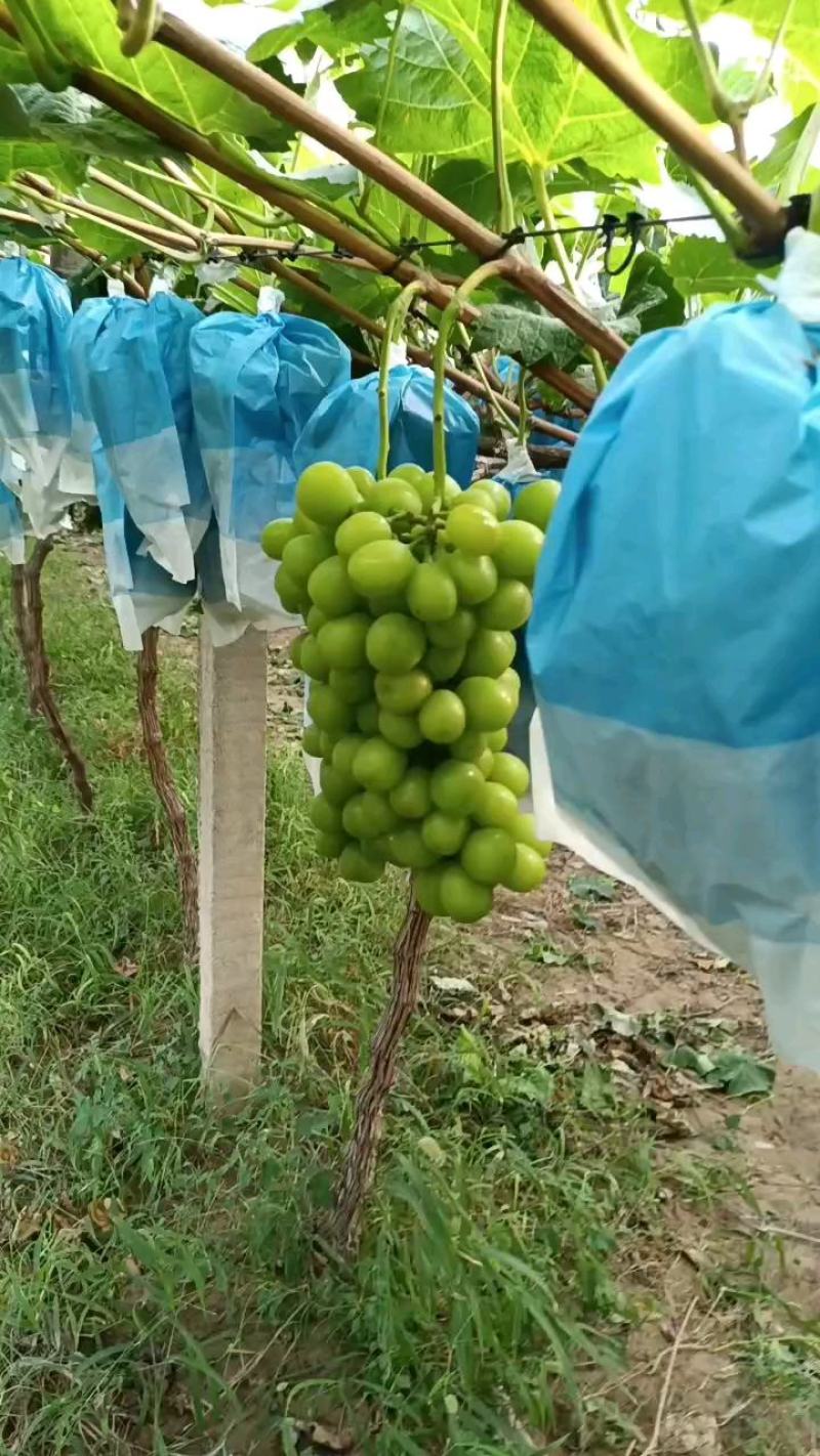 精品阳光玫瑰，产地陕西，晴王，纯甜，脆度好