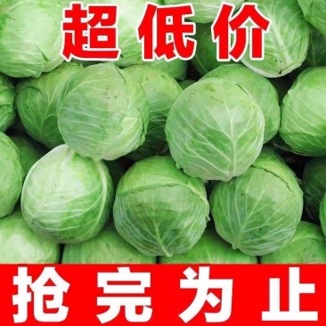 《甘蓝》山西甘蓝圆包菜，扁包菜，原产地直销，承接电商代办