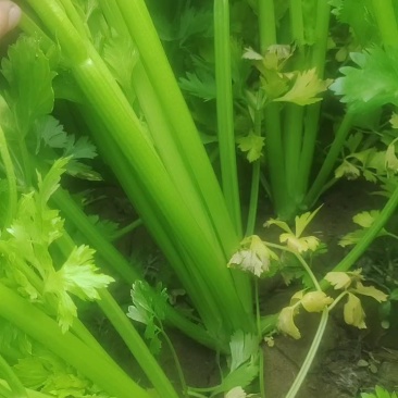 河南商丘夏邑西芹中小颗马上大量上市了需要联系