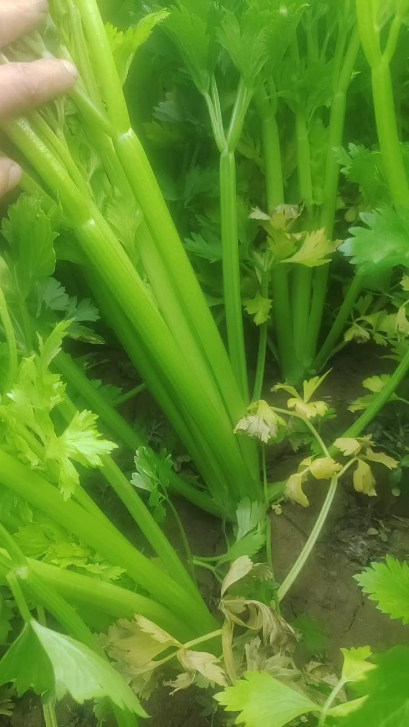 河南商丘夏邑西芹中小颗马上大量上市了需要联系