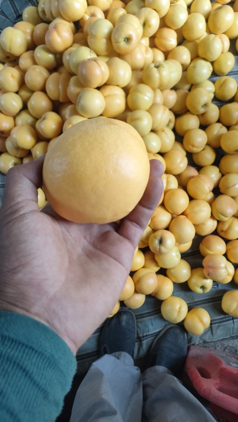 黄桃
