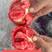 莱喜568甜沙瓤耐运输大果口感番茄品种耐裂耐运输