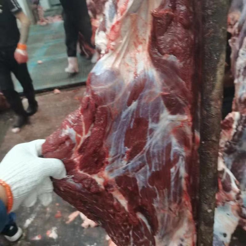 【推荐】连云港黄牛肉，肉质鲜美货量充足多年老店欢迎选购