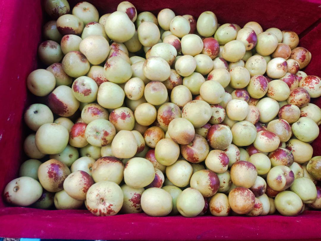 陕西渭南冬桃采摘节现场特写
