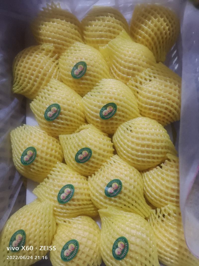锦香黄桃大量上市